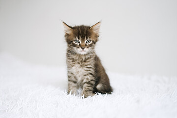 Fototapeta premium Little kitten on a white blanket. Kitty two months 