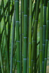 pattern of bamboo canes