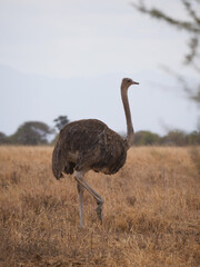 Ostrich in the savanna