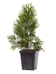 Live plant tree Thuja occidentalis Smargd Emerald Green Arborvitae Evergreen in black plastick pot on white background.