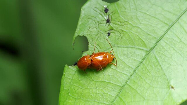 Two ladybug beetles mate on a leaf of  bush, one of them orange and without dots