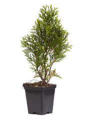 Live plant tree Thuja occidentalis Smargd Emerald Green Arborvitae Evergreen in black plastick pot on white background.