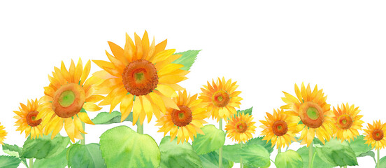夏の花：ひまわりの水彩イラスト、シームレスパターン（透過背景）