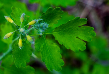 Beautifull young blooming plant by the spring