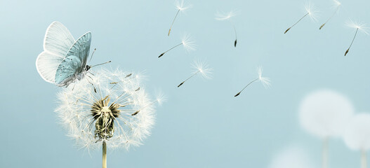 White dandelion and butterfly closeup with seeds blowing away in the wind - 524029670