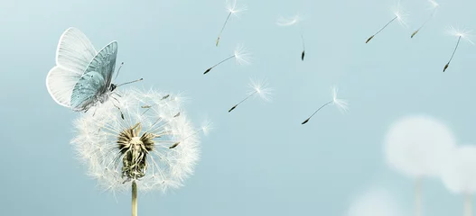 Rolgordijnen White dandelion and butterfly closeup with seeds blowing away in the wind © Soho A studio