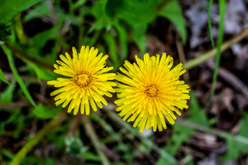 Closeup background of yellow dandelion