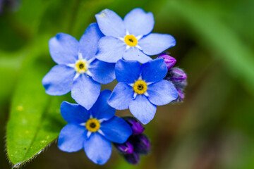 Closeup background of forget-me-not flowers