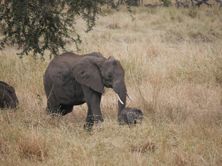 Elephants in the savanna with its little baby