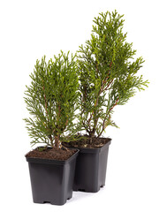 Live plant tree Thuja occidentalis Smargd Emerald Green Arborvitae Evergreen in black plastick pot...