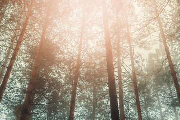 Trees in the fog with flare background texture - 524030432