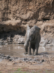 Elephants in the mud in the savanna