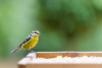 a blue tit perched on a garden bird table