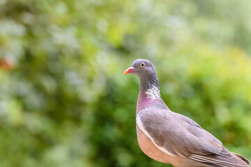 close up of a pigeon