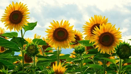Wandcirkels plexiglas field of sunflowers © Atsuya suzuki