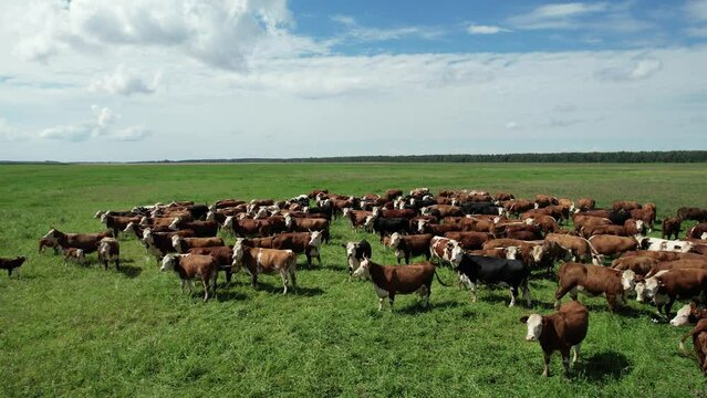 Countryside farm, brown cows and calves grazing in a green field of grass, view from a height, organic.