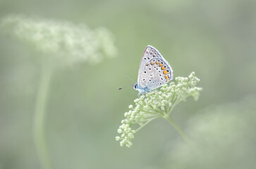 Common Blue Butterfly on Green Flower