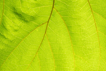 Abstract and surface with green leaf backlit.