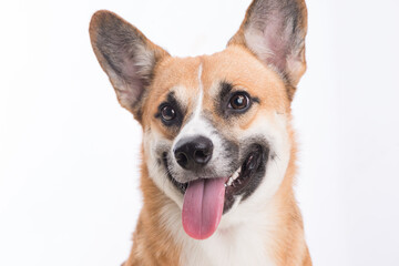 Portrait of a Welsh corgi Pembroke dog in studio in front of a white background