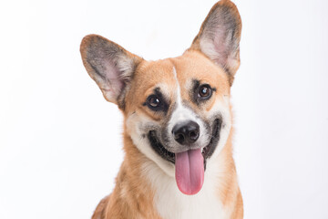 Portrait of a Welsh corgi Pembroke dog in studio in front of a white background