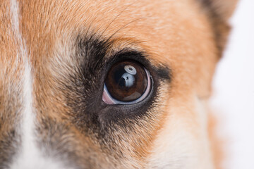 close-up eye from a welsh corgi dog