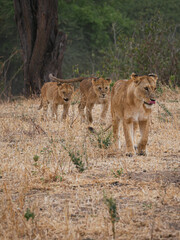 Lion in the savanna 