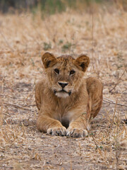 Fototapeta na wymiar Lion in the savanna 