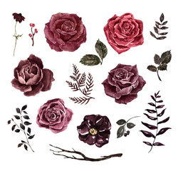Watercolor flowers set. Black, red, burgundy roses, leaves, branches, isolated on white background. Vintage botanical illustration. 