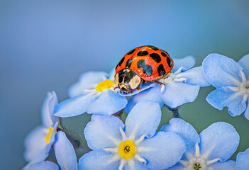 Ladybird on Forget-me-not