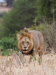 Lion in the savanna 