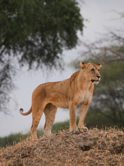 Fototapeta na wymiar Lion in the savanna 