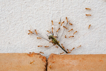 red ants eat dragonflies  Ants eat large dead dragonflies.  and with an effort to bring food back to its nest.