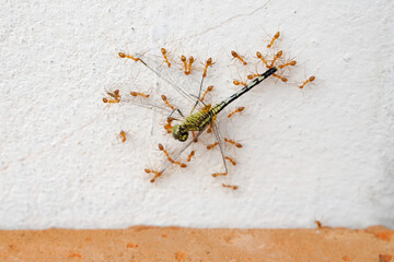 red ants eat dragonflies  Ants eat large dead dragonflies.  and with an effort to bring food back to its nest.