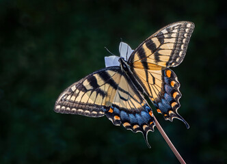 Fototapeta na wymiar Tiger Swallowtail Butterfly backlit