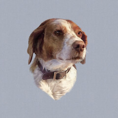 Portrait of a hunting Brittany dog. Realistic Drawing of a cute puppy isolated on a grey background. Animal collection: Dogs. Art background. Hand Painted Illustration of Pets. Design template.