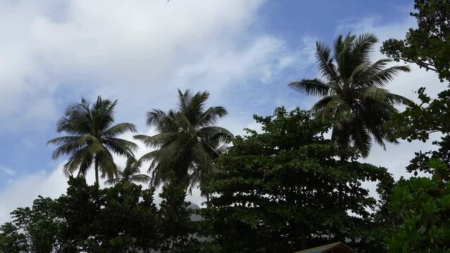 Palm trees against a background of blue sky and clouds. Green leaves are fluttering in the wind. The top of the mountain is visible through the branches of tropical trees. Seychelles. Mahe Island