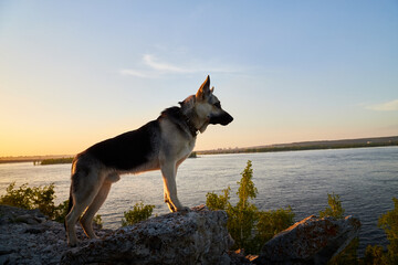 Big Dog German Shepherd in a sunny summer or autumn day on grey rocks of mountains near water of...