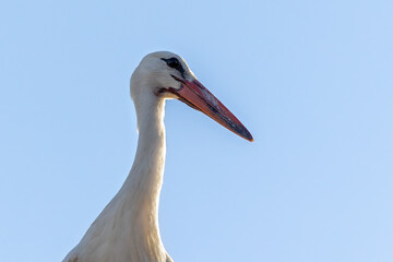 European White stork Ciconia Ciconia is the symbol of bird migration
