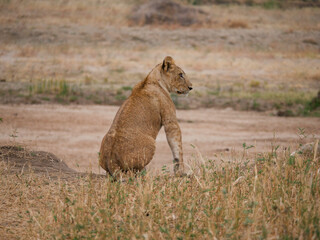 Lion in the savanna 