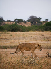Lion in the savanna 