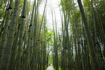 Picturesque view of tranquil park with pathway surrounded by beautiful bamboo