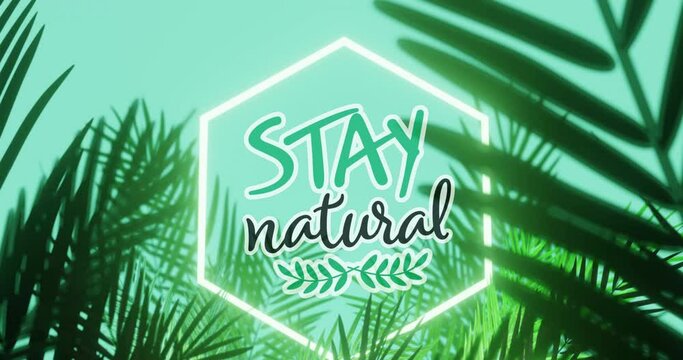 Animation of stay natural text and logo in white hexagon, with palm leaves on aqua blue background