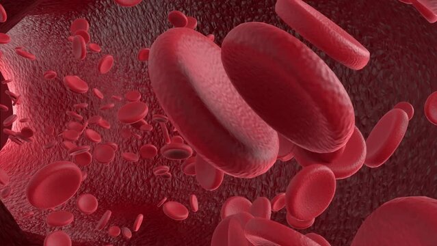 Animation of red blood cells flowing through veins and arteries. Red blood corpuscles flowing in the vein. How the blood flows? How the blood cells flow? RBCs in veins and arteries.