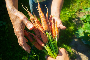 Farmer's hands with a harvest of carrots in the garden. Plantation work. Autumn harvest and healthy organic food concept close up