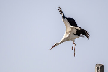 European White stork Ciconia Ciconia is the symbol of bird migration