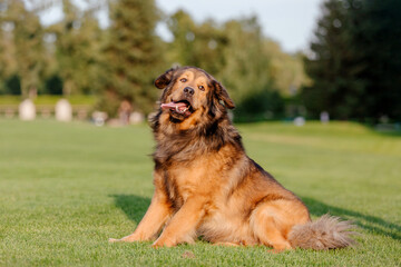 Dog breed Tibetan Mastiff sitting on the grass
