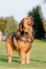 Dog breed Tibetan Mastiff standing on the grass