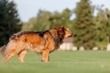 Obraz na płótnie Canvas Dog breed Tibetan Mastiff standing on the grass