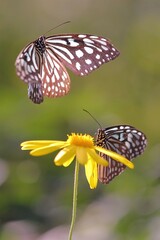 リュウキュウアサギマダラの求愛