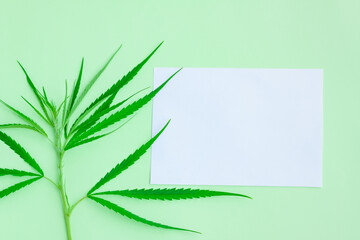 Fresh green cannabis leaves on tree with white paper on green background, Medical marijuana.